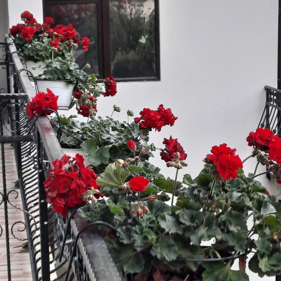 فندق Casa Dana Olteanu موياشيو دي سوس المظهر الخارجي الصورة